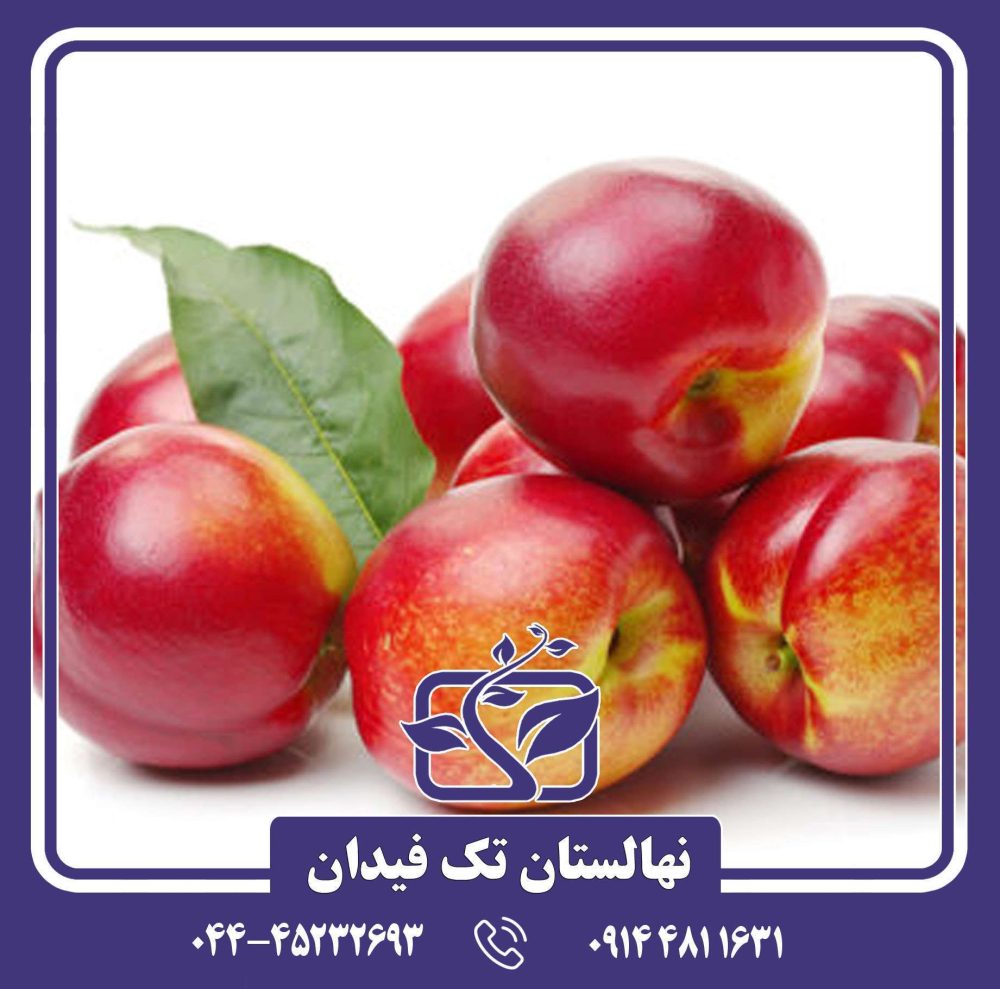 نهال شلیل کیوتا