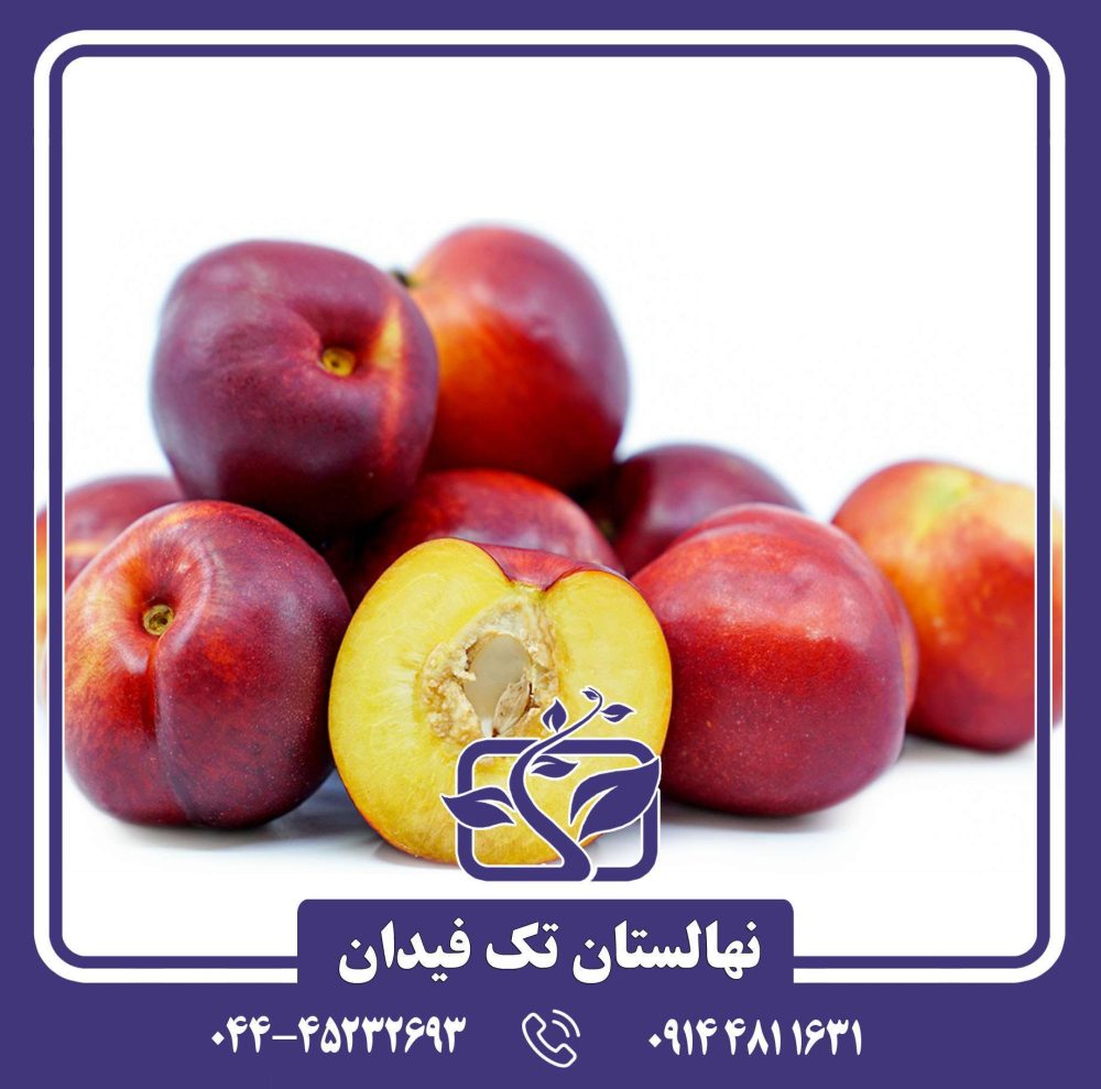 نهال شلیل کیوتا