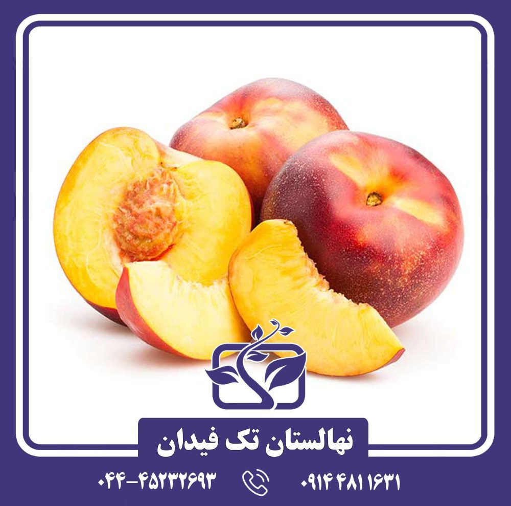 نهال شلیل کیوتا