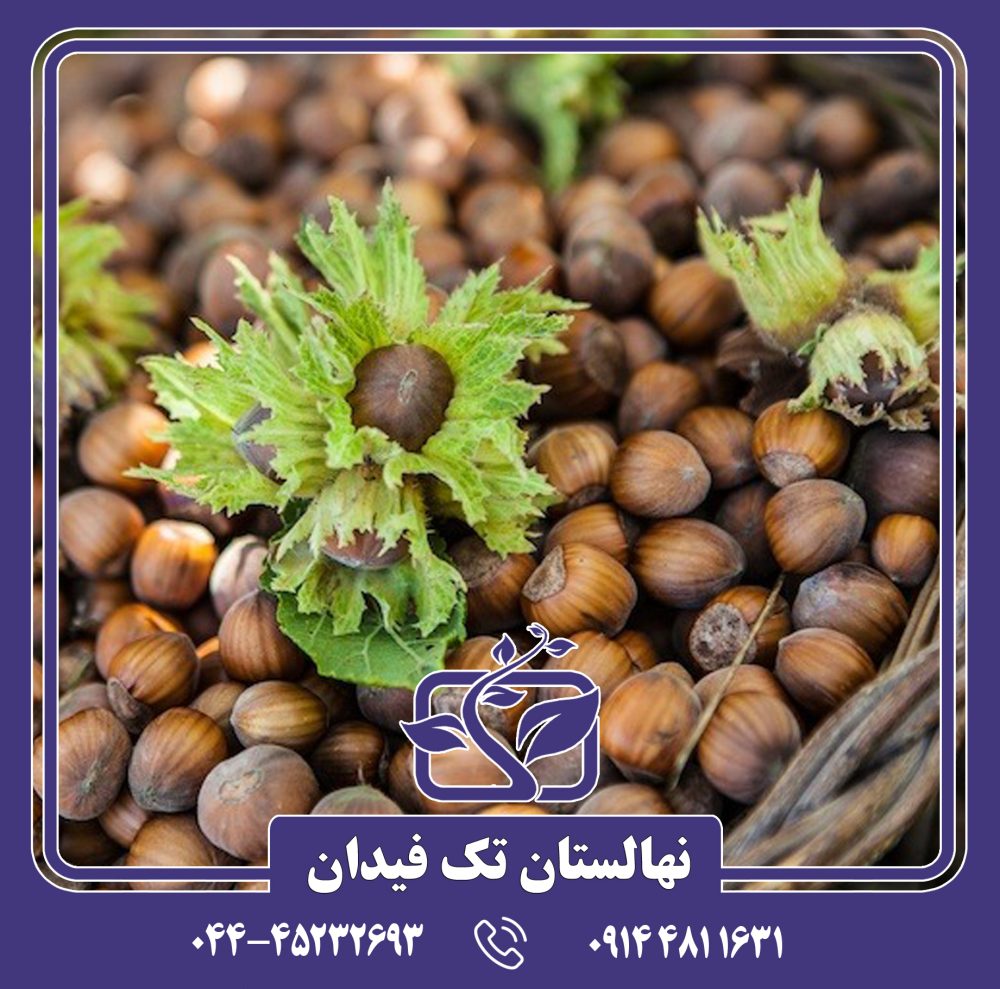 نهال فندق انیس