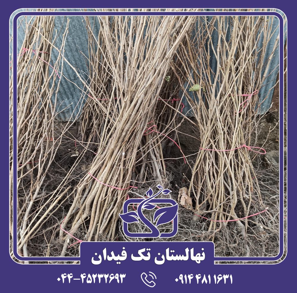 نهال فندق انیس