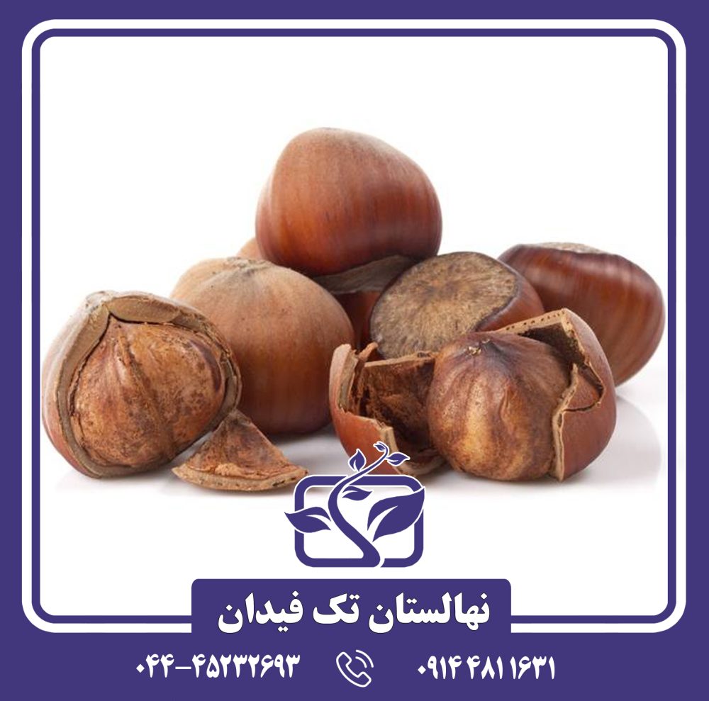 نهال فندق روند