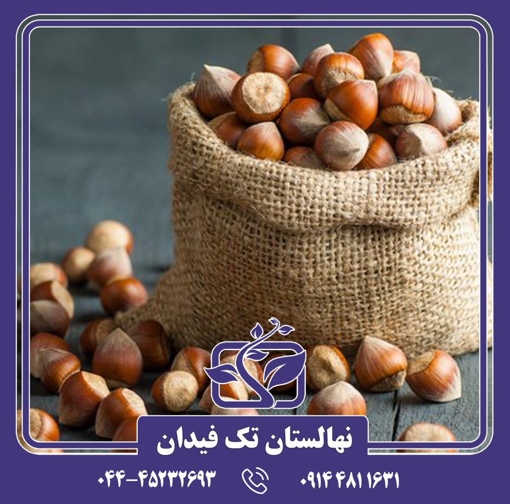 نهال فندق روند