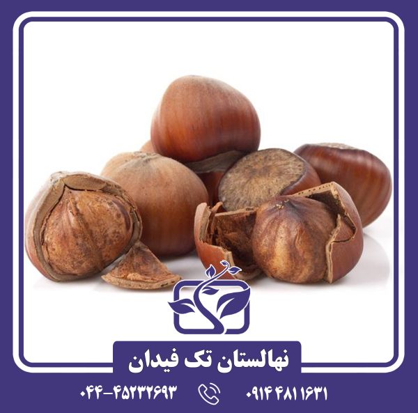 نهال فندق روند