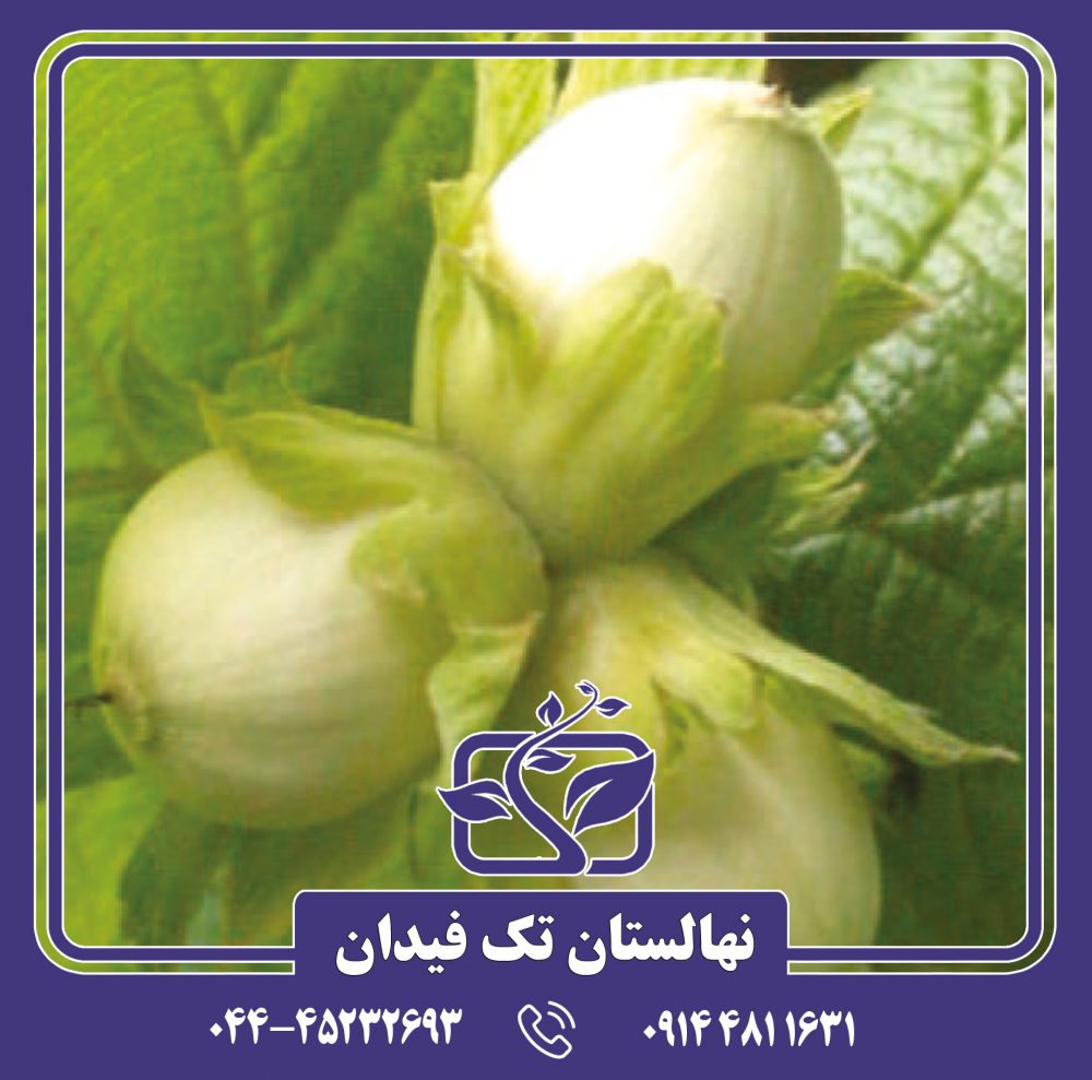 نهال فندق روند