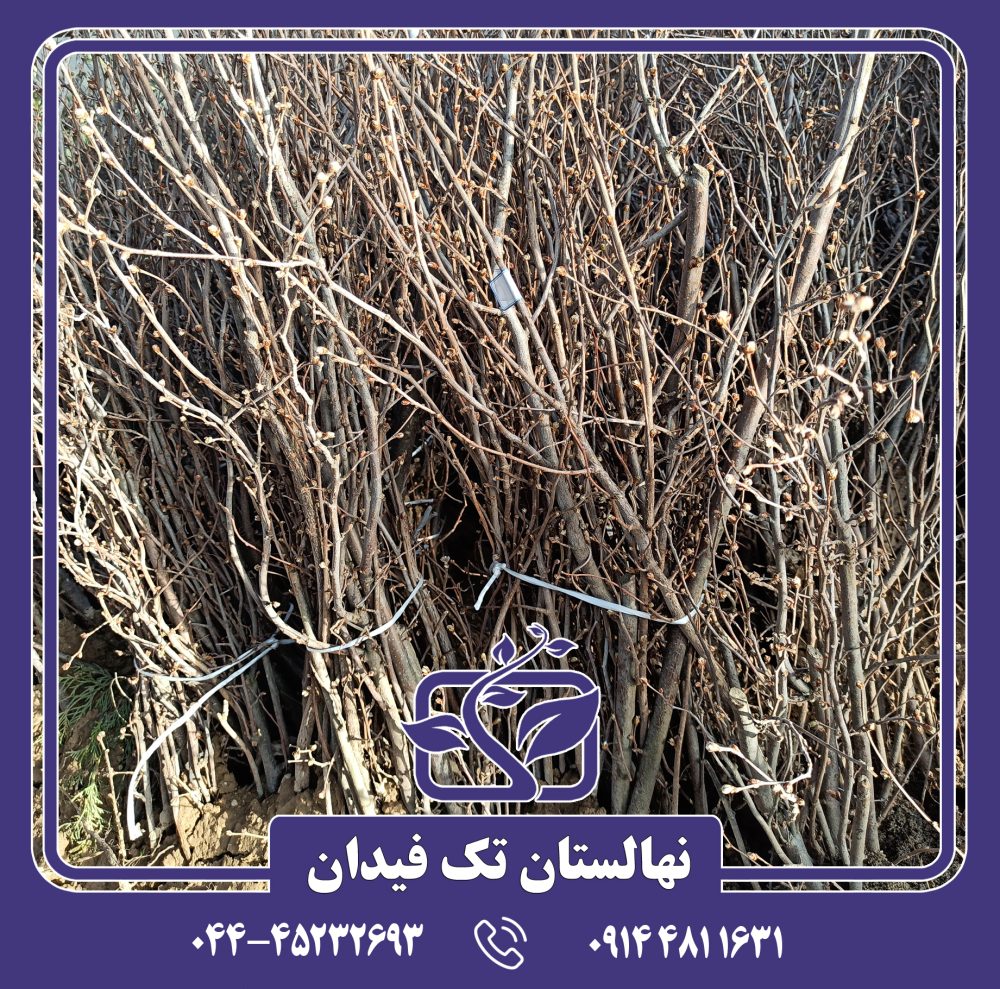 نهال فندق روند