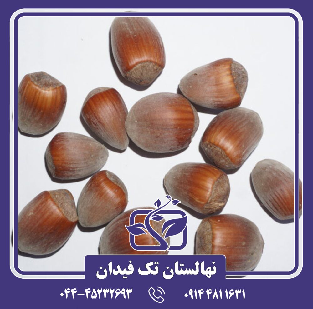 نهال فندق سگروب