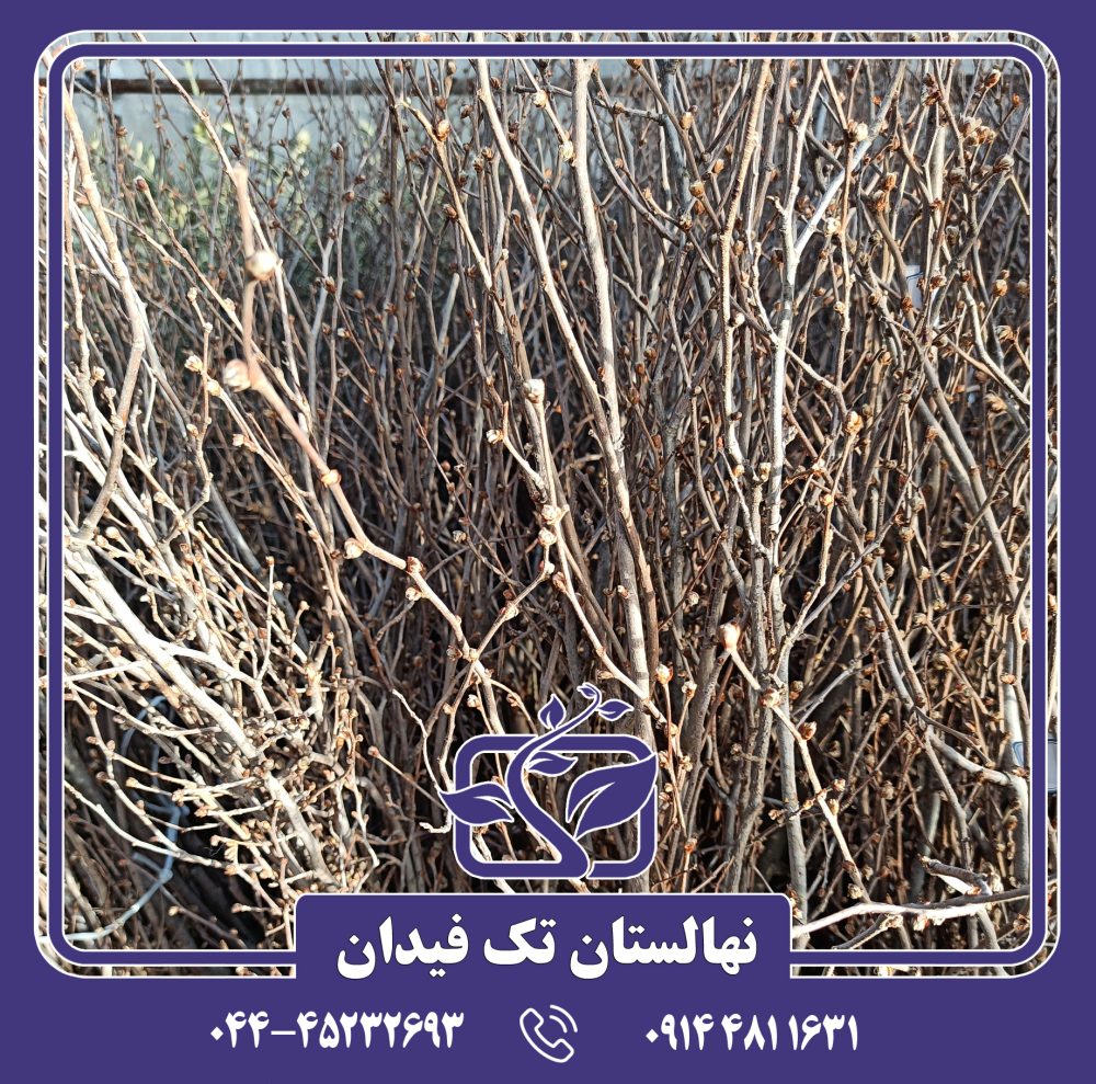 نهال فندق سگروب