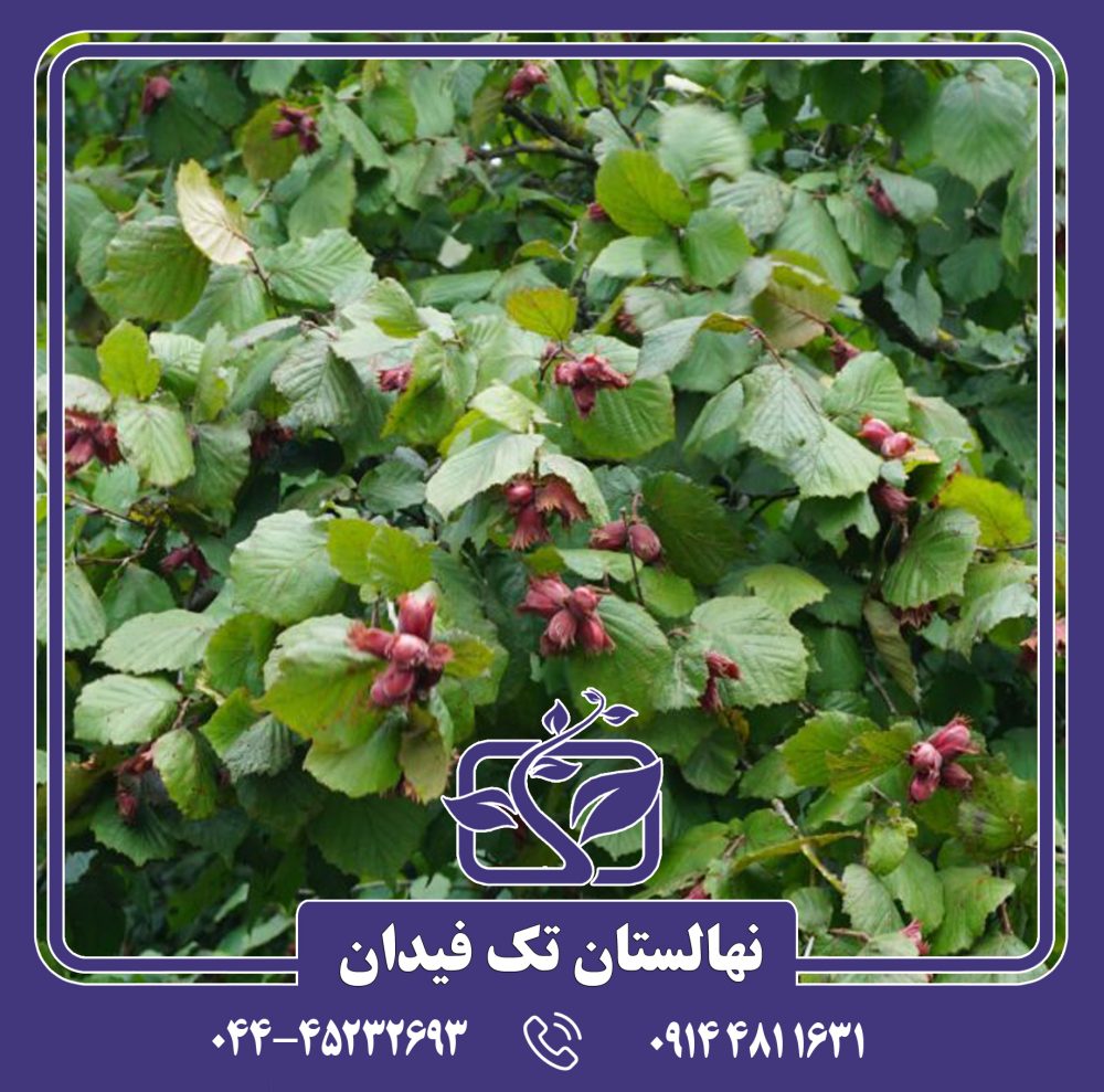 نهال فندق سگروب