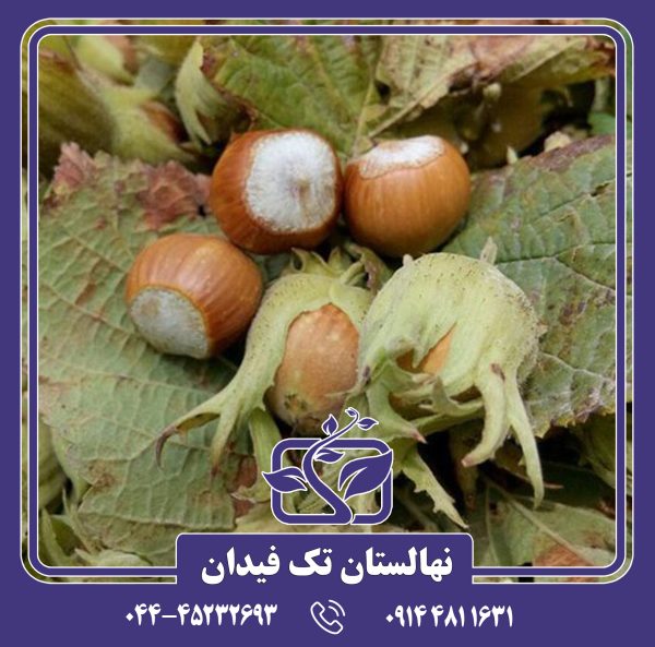 نهال فندق شصتک