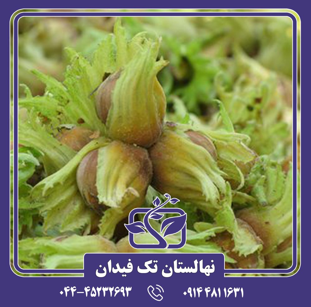 نهال فندق شصتک