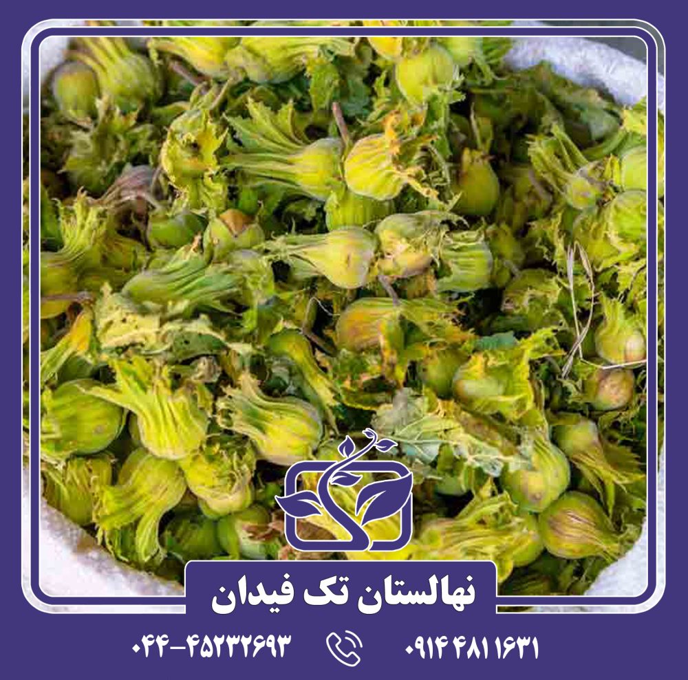 نهال فندق شصتک