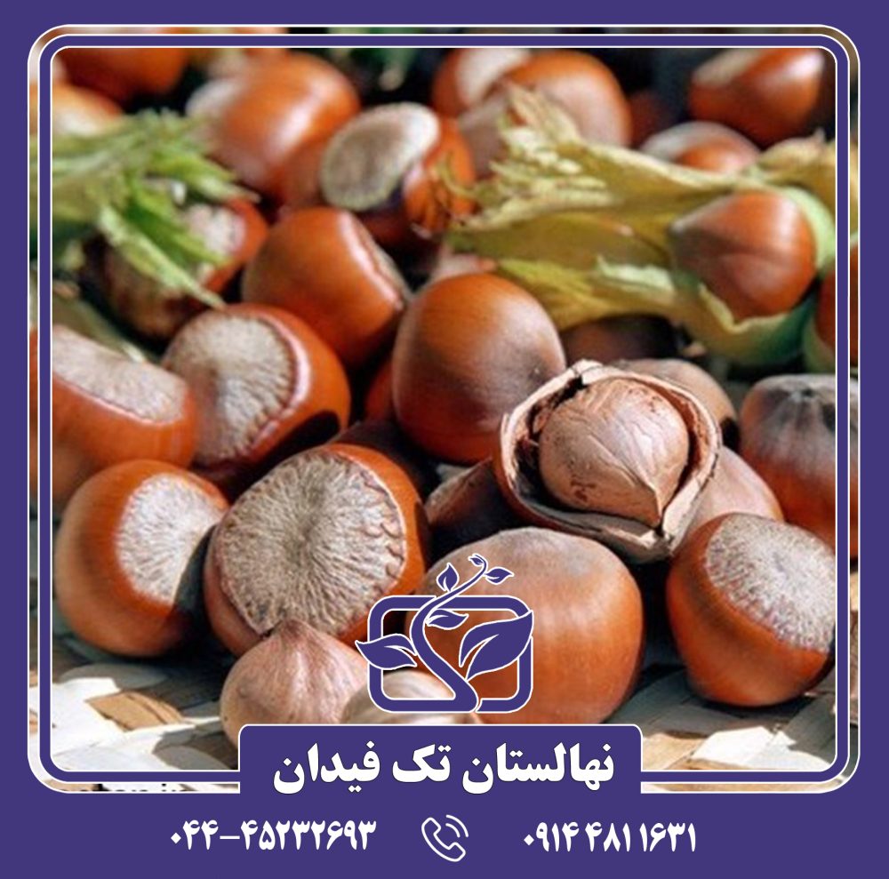 نهال فندق شصتک