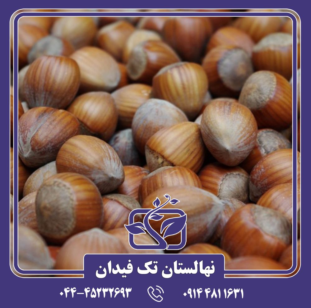 نهال فندق فرتیل