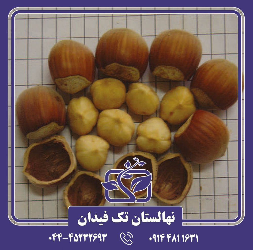 نهال فندق فرتیل