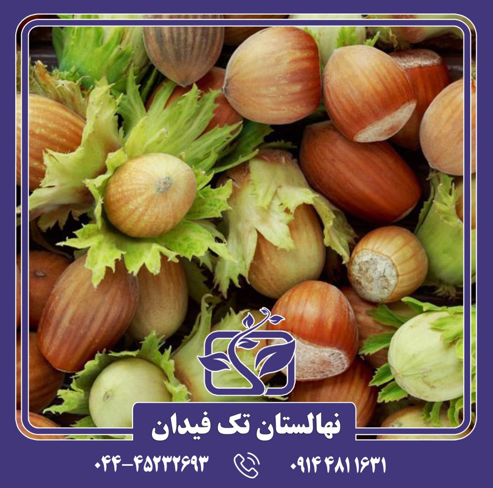 نهال فندق فرتیل