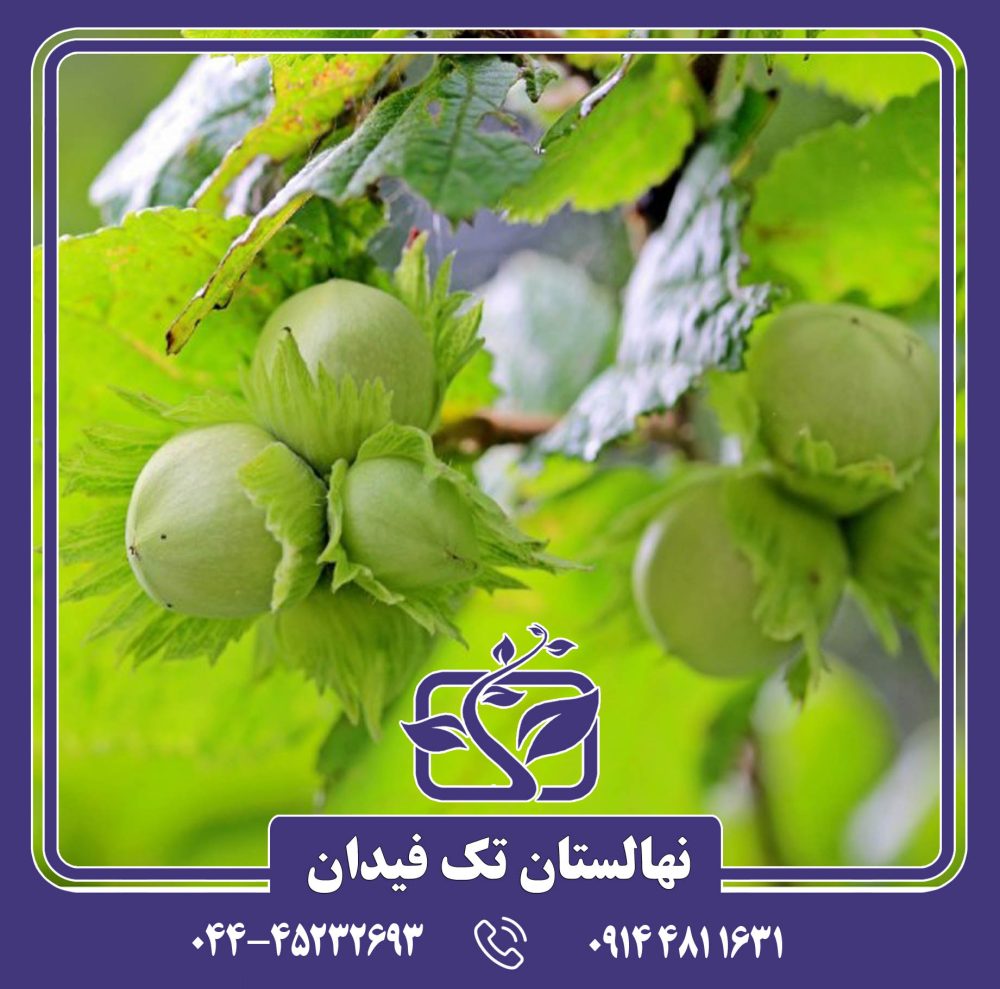 نهال فندق فرتیل