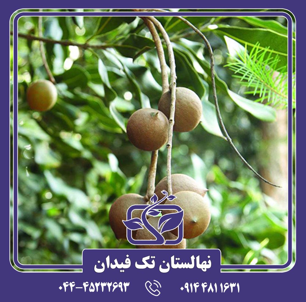 نهال فندق ماکادمیا