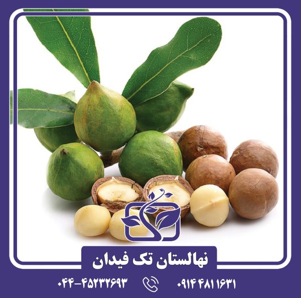 نهال فندق ماکادمیا