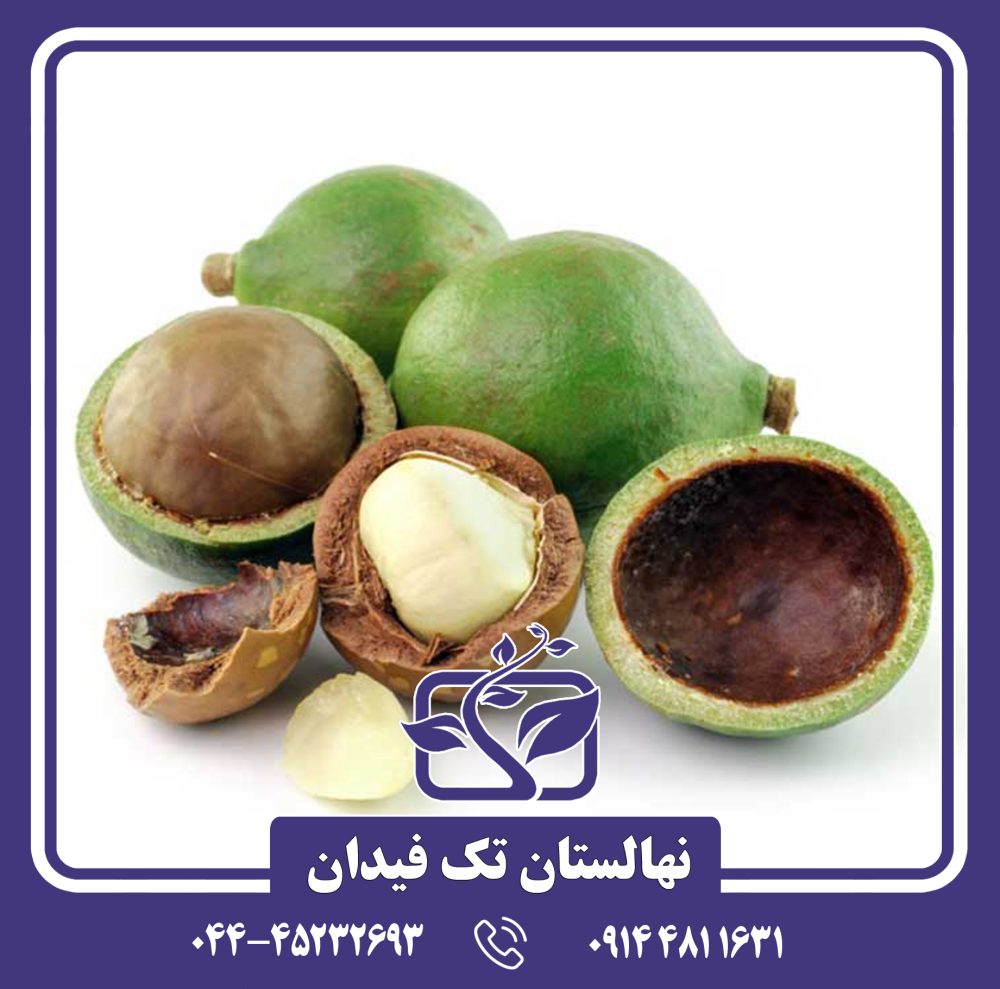 نهال فندق ماکادمیا