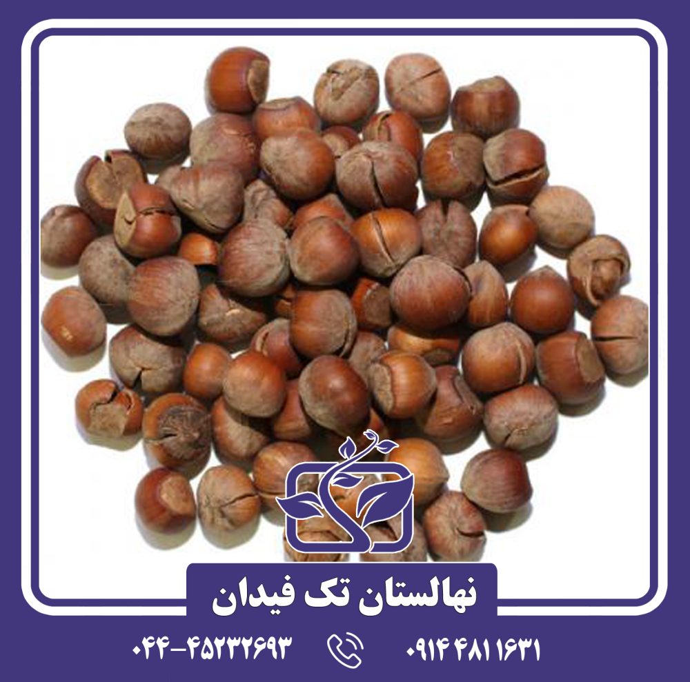 نهال فندق پشمینه