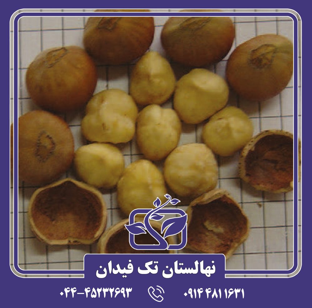 نهال فندق پشمینه