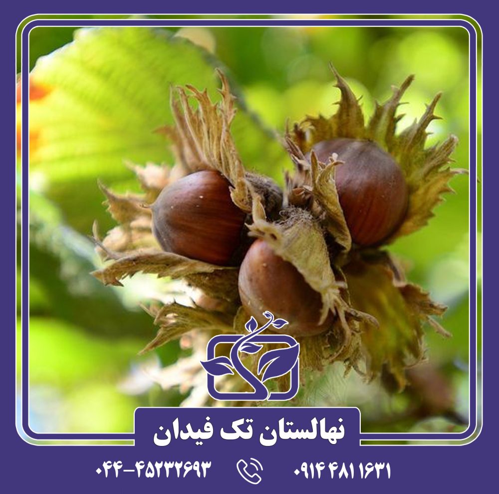 نهال فندق پشمینه