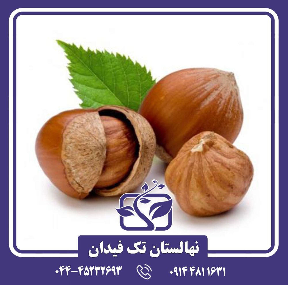 نهال فندق پشمینه