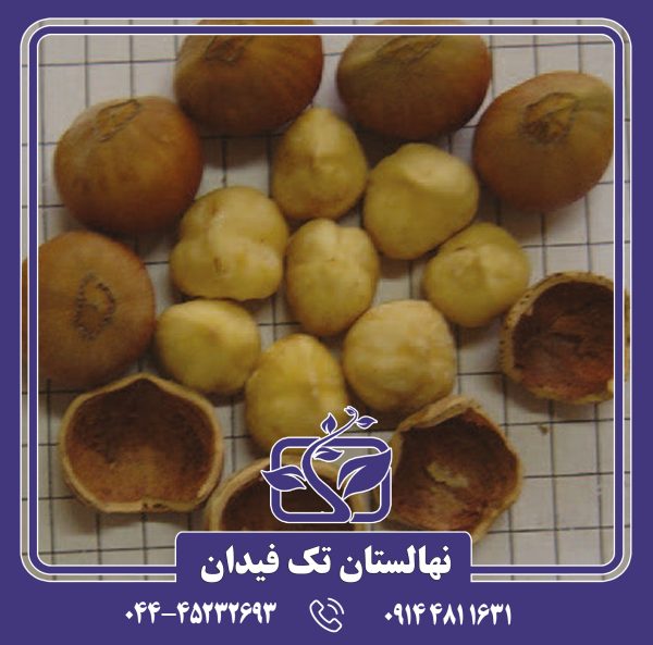 نهال فندق پشمینه