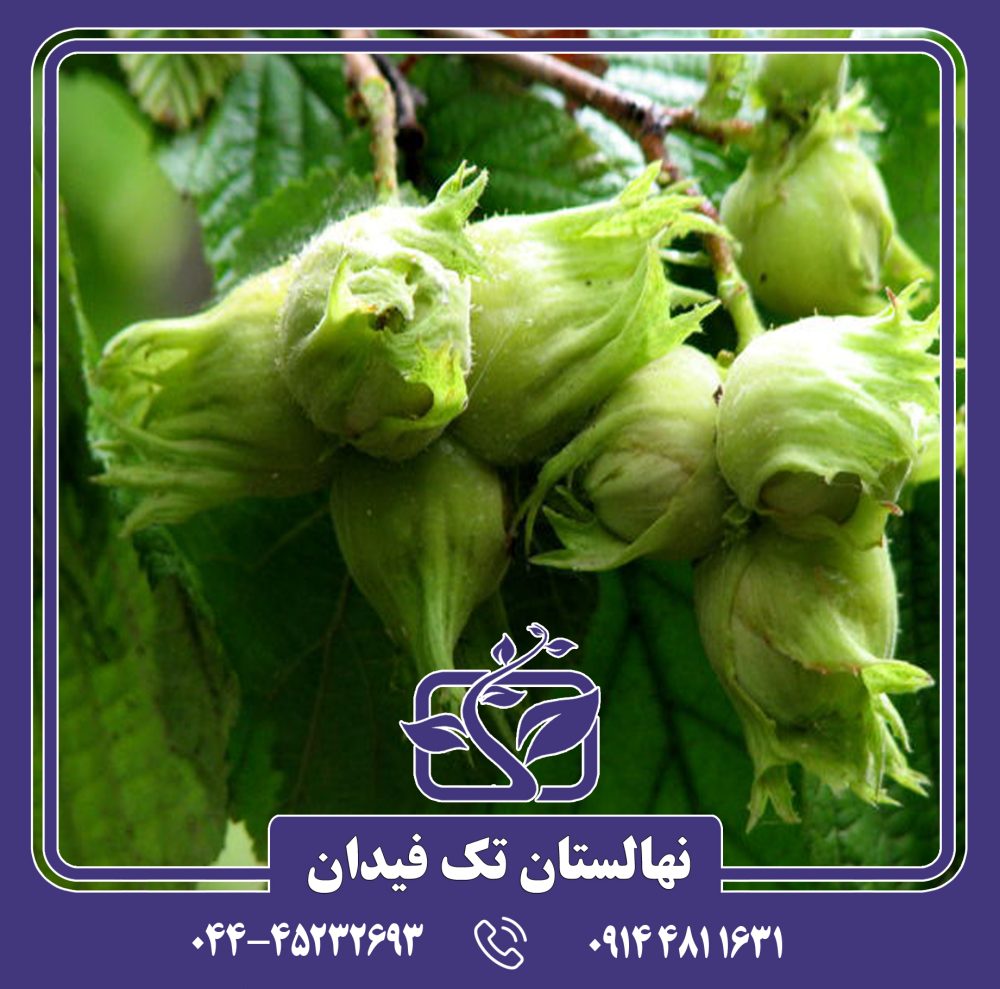 نهال فندق گردویی 89