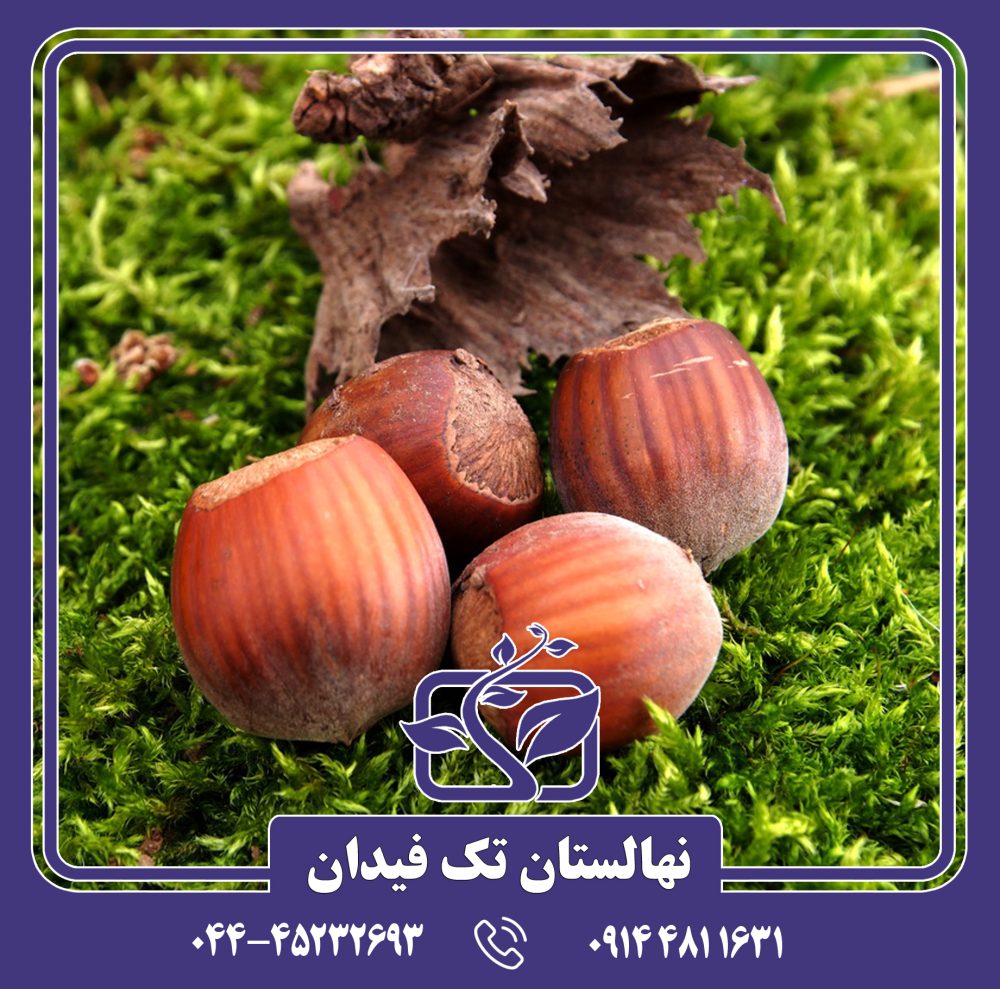 نهال فندق گردویی 89