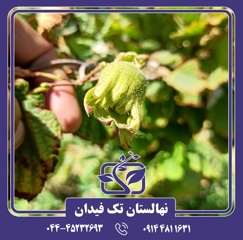 نهال فندق گردویی 89