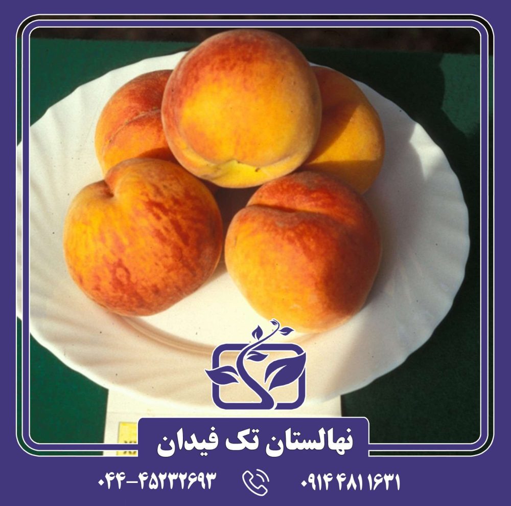 نهال هلو آدریاتیکا