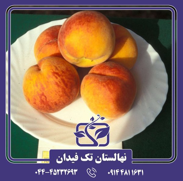 نهال هلو آدریاتیکا