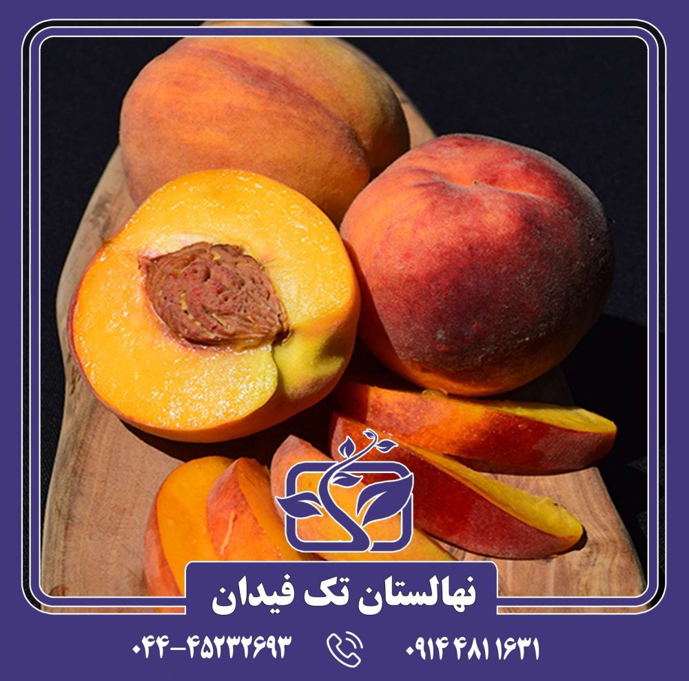 نهال هلو آلبرتا دیررس