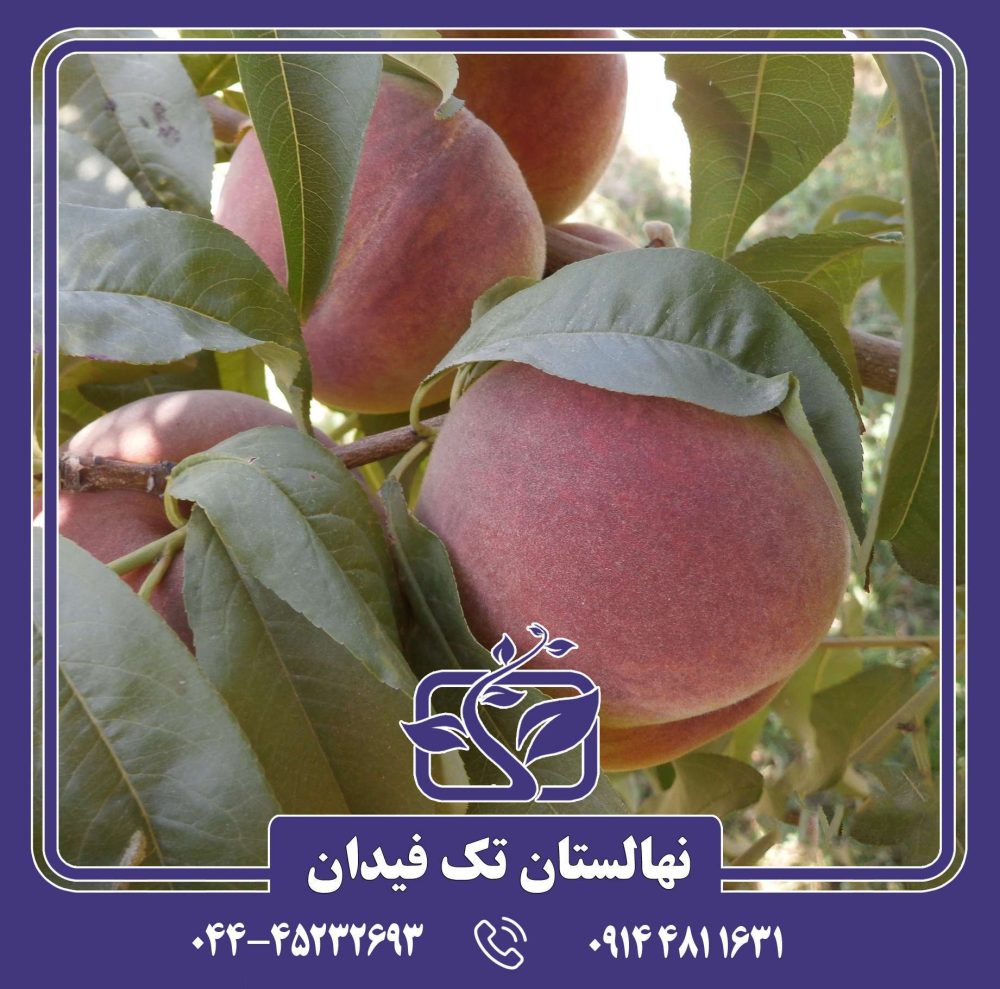 نهال هلو آلبرتا دیررس