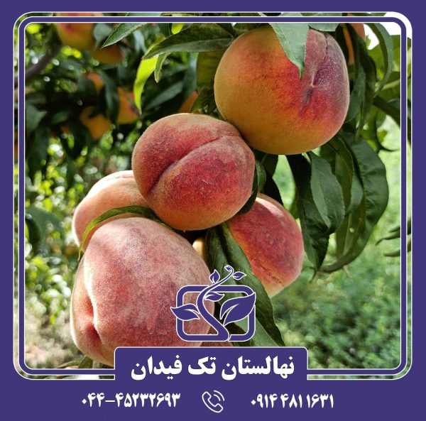 نهال هلو آلبرتا دیررس