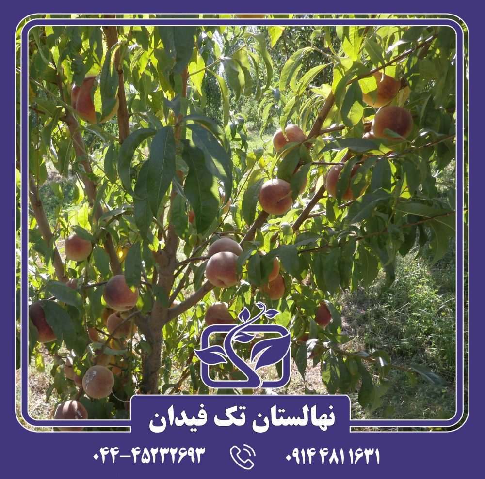 نهال هلو آلبرتا دیررس