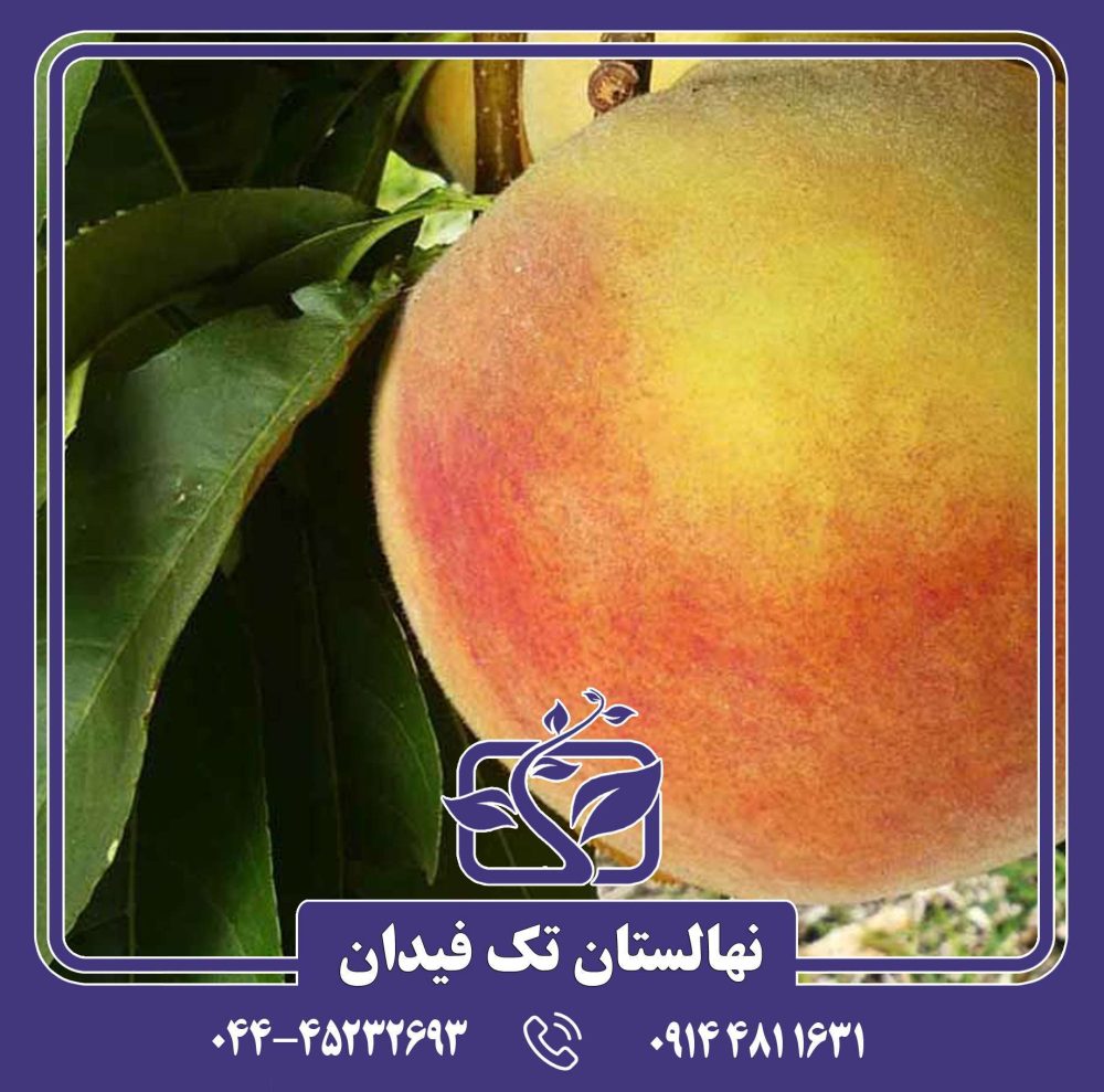 نهال هلو آلبرتا پیش رس