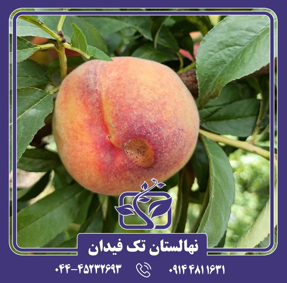 نهال هلو آلبرتا پیش رس