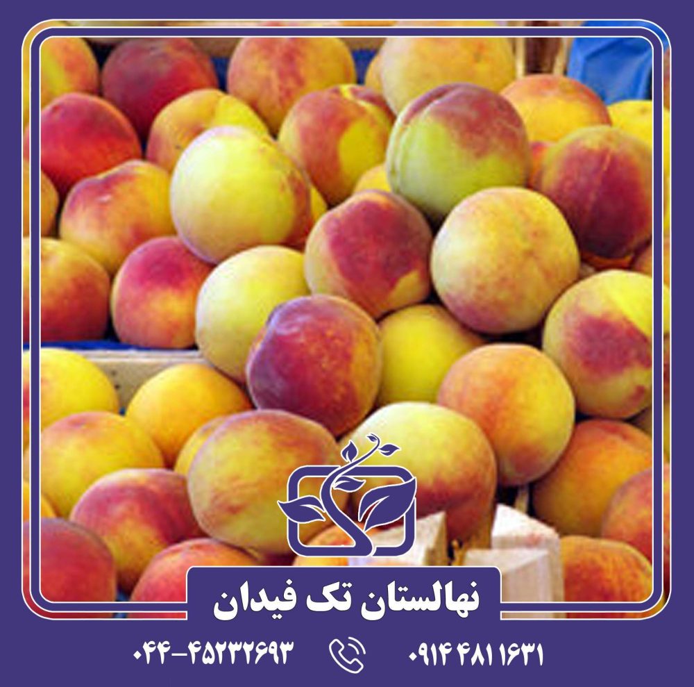 نهال هلو آلبرتا پیش رس