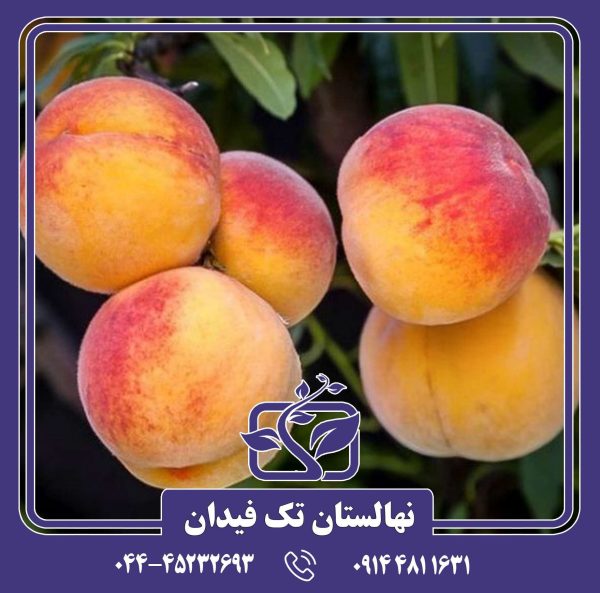 نهال هلو آلبرتا پیش رس