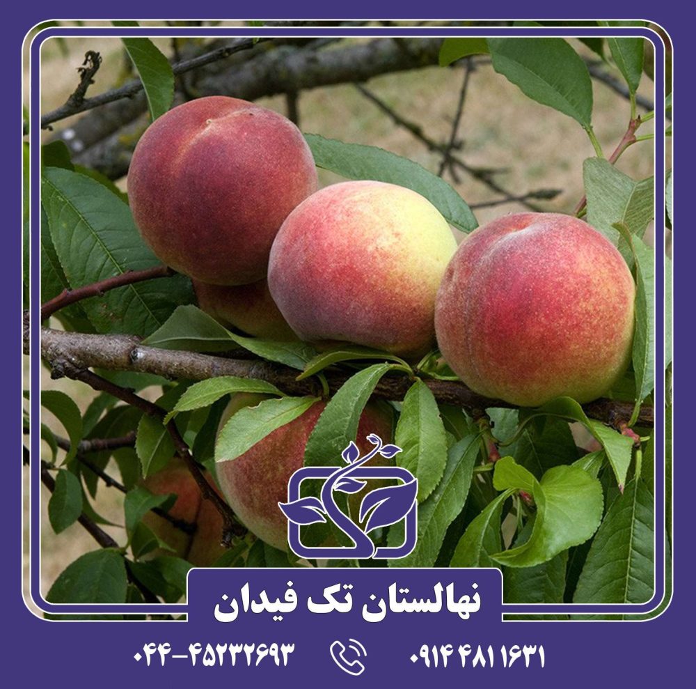 نهال هلو آمسدن