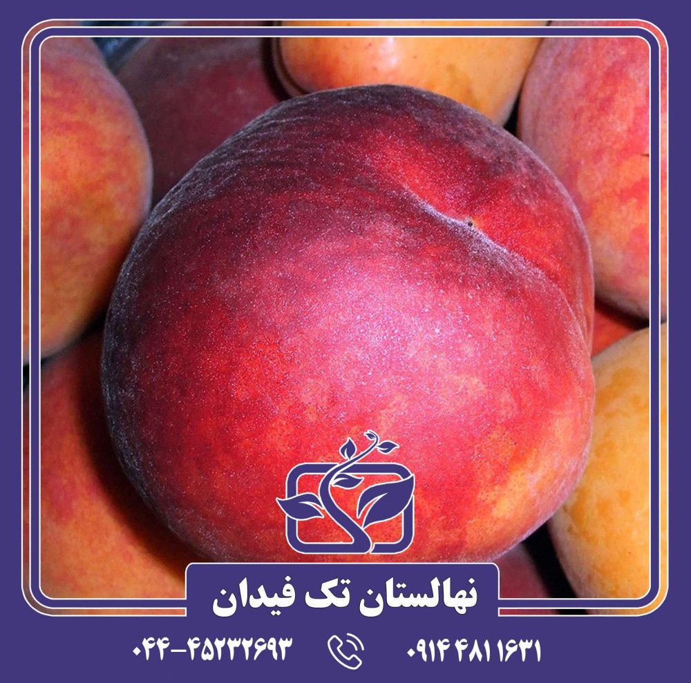 نهال هلو آمسدن