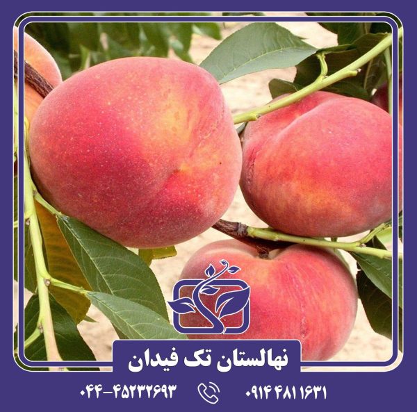 نهال هلو آمسدن