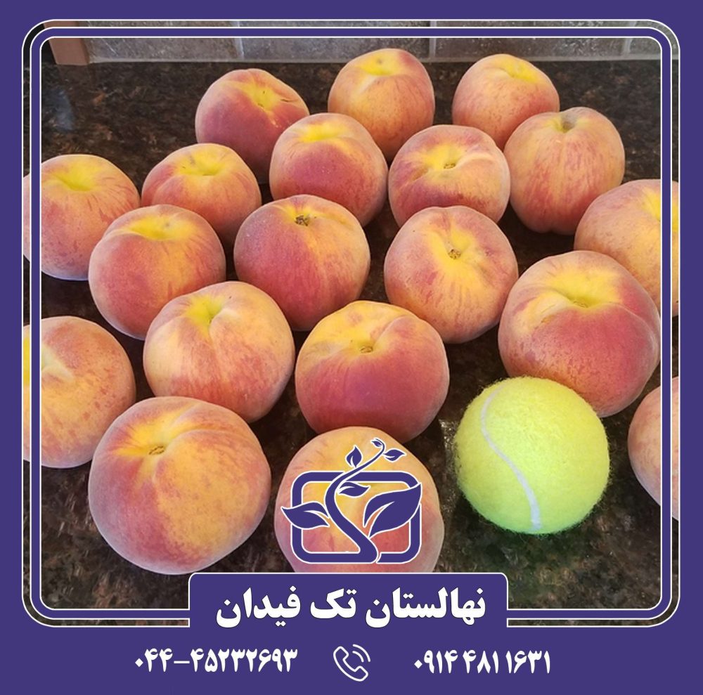 نهال هلو ارلی ردهاون