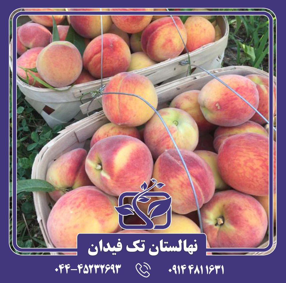نهال هلو ارلی ردهاون