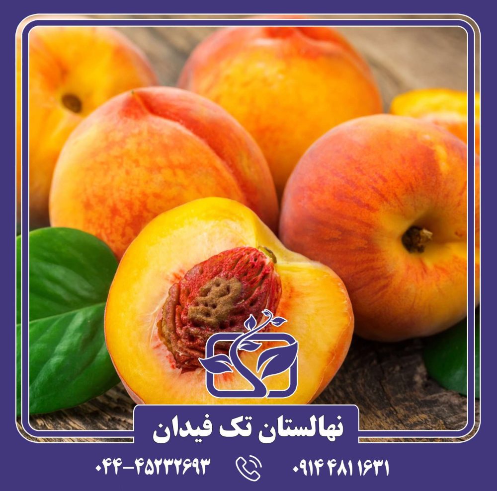 نهال هلو ارلی ردهاون