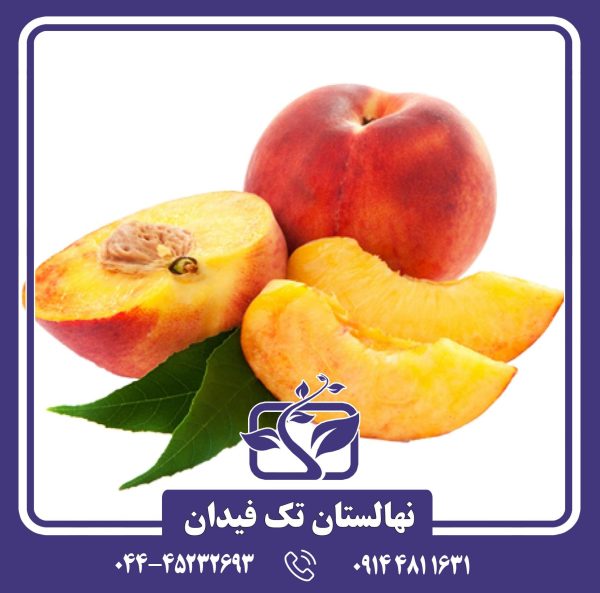 نهال هلو ارلی ردهاون