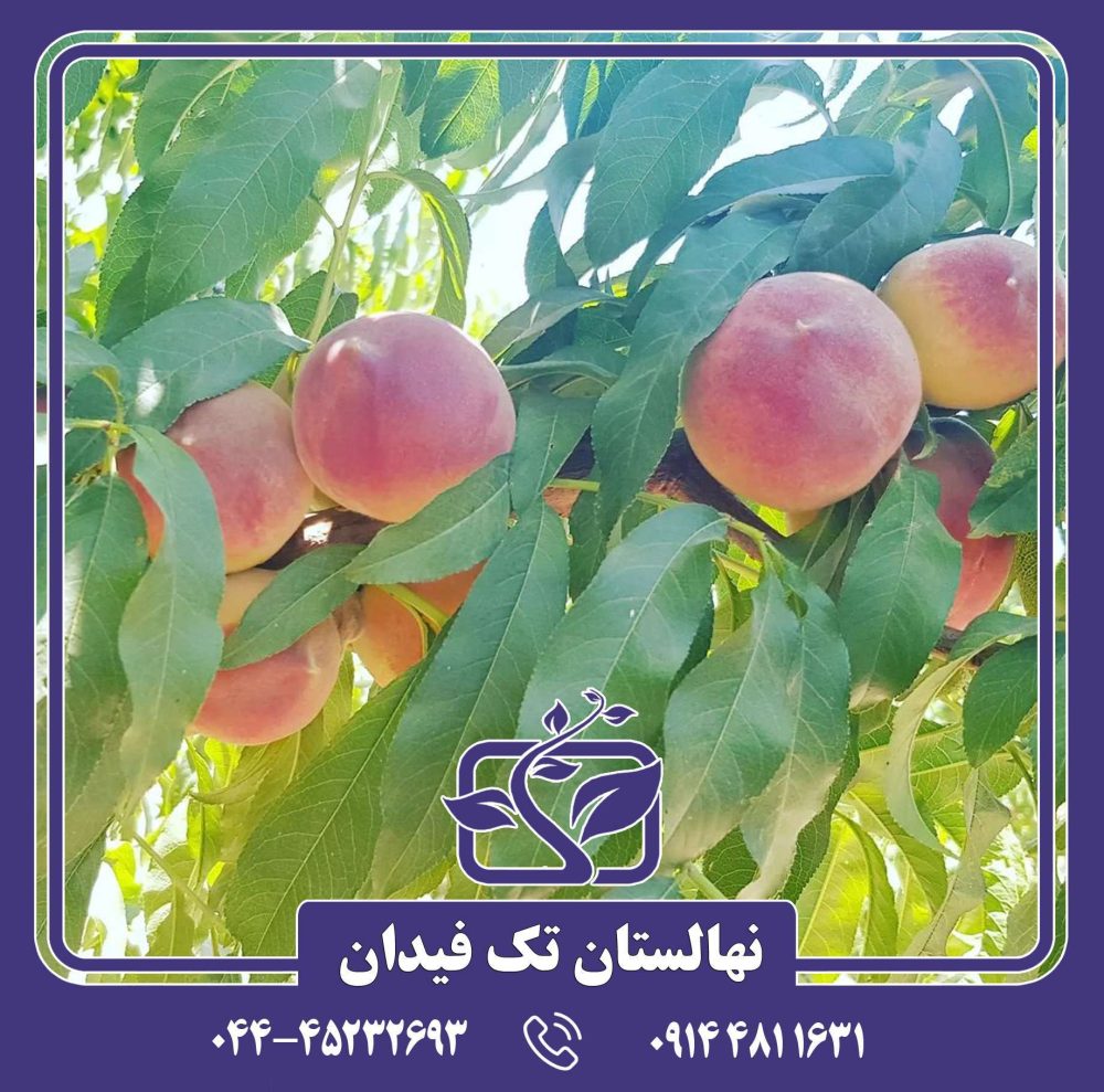 نهال هلو اسپرینگ بل